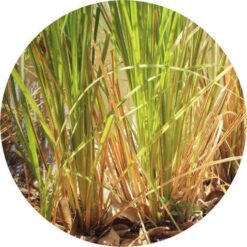 Living Libations - Vintage Vetiver Essential Oil