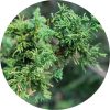 Living Libations - Cypress Hinoki Essential Oil