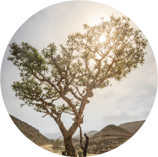 Living Libations - Sacred Frankincense Essential Oil