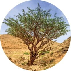 Green Hojari Frankincense Essential Oil - Living Libations