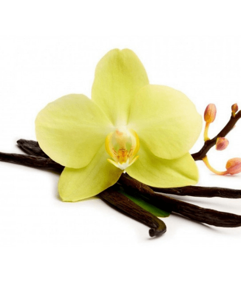 Vanilla - Living Libations - Organic and Natural