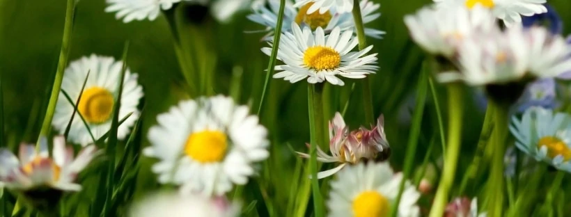 Benefits of Using a Salt Inhaler with Essential Oils - Nadine Artemis - Living Libations