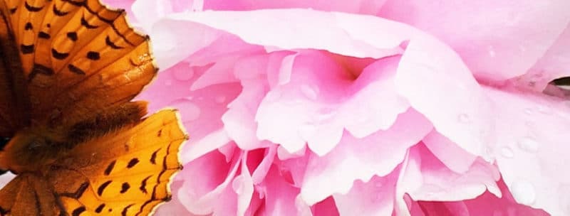 Happy Humors: Dry Brushing, Lymph-love and Cellulite