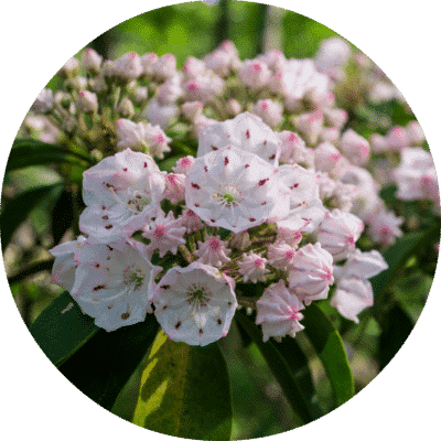 Laurel Essential Oil