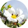 Living Libations Labdanum Absolute