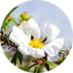 Living Libations Labdanum Absolute
