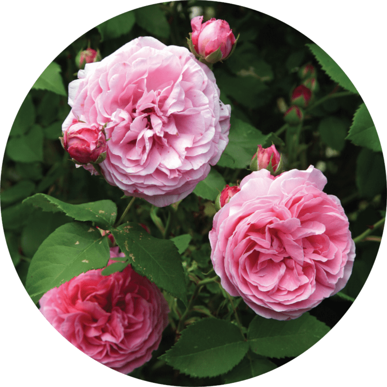 Living Libations Rose Bourbon Absolute