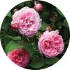 Living Libations Rose Bourbon Absolute