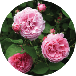 Living Libations Rose Bourbon Absolute