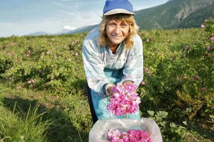 Bulgarian Rose - Rose Picking - Blog