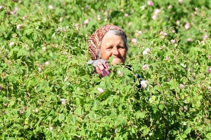 Bulgarian Rose -Rose Picking - Jana - Blog