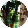 Living Libations - Agarwood Essential Oil