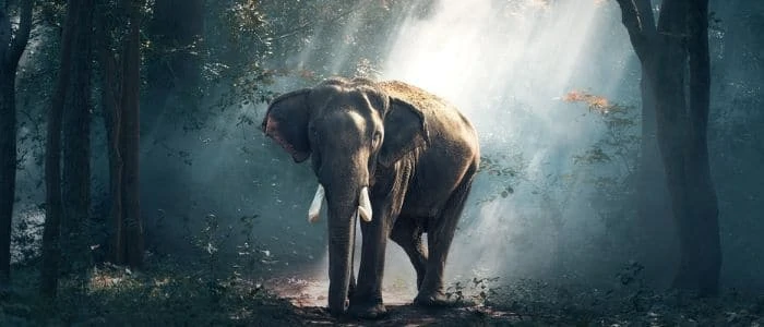 Living Peacefully - Elephant