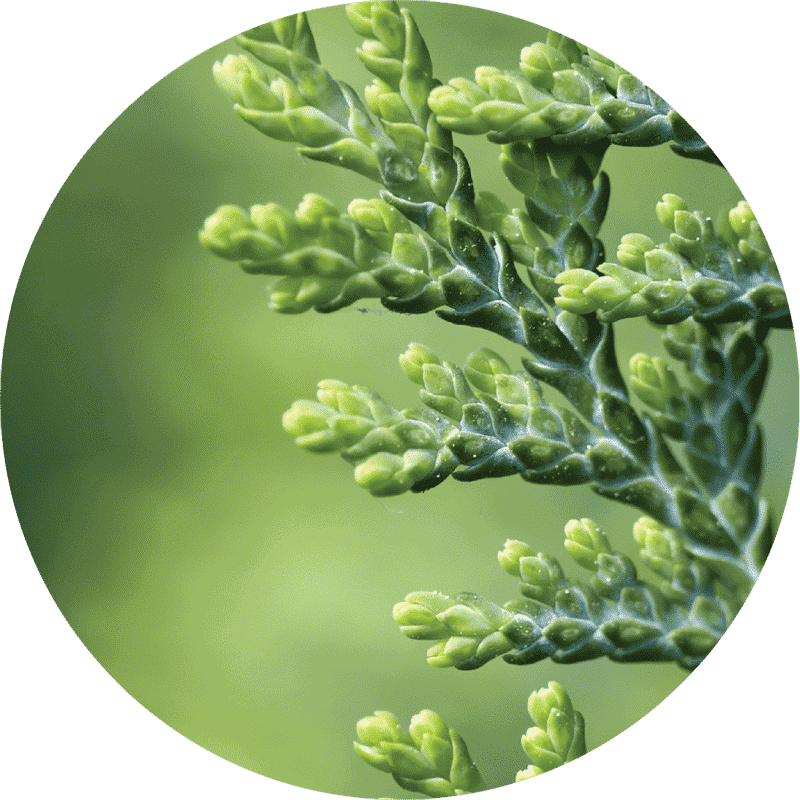 Organic Cedar White Absolute