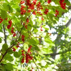 Alternative view of Full Spectrum Schisandra Berry Extract Powder - Wild Harvested