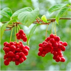 navi-baie-schisandra