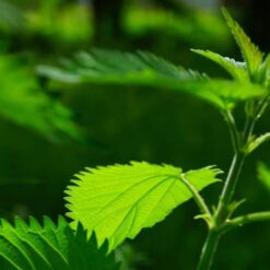 navi-wild-brennnesselwurzel-2