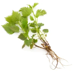 navi-wild-nettle-root