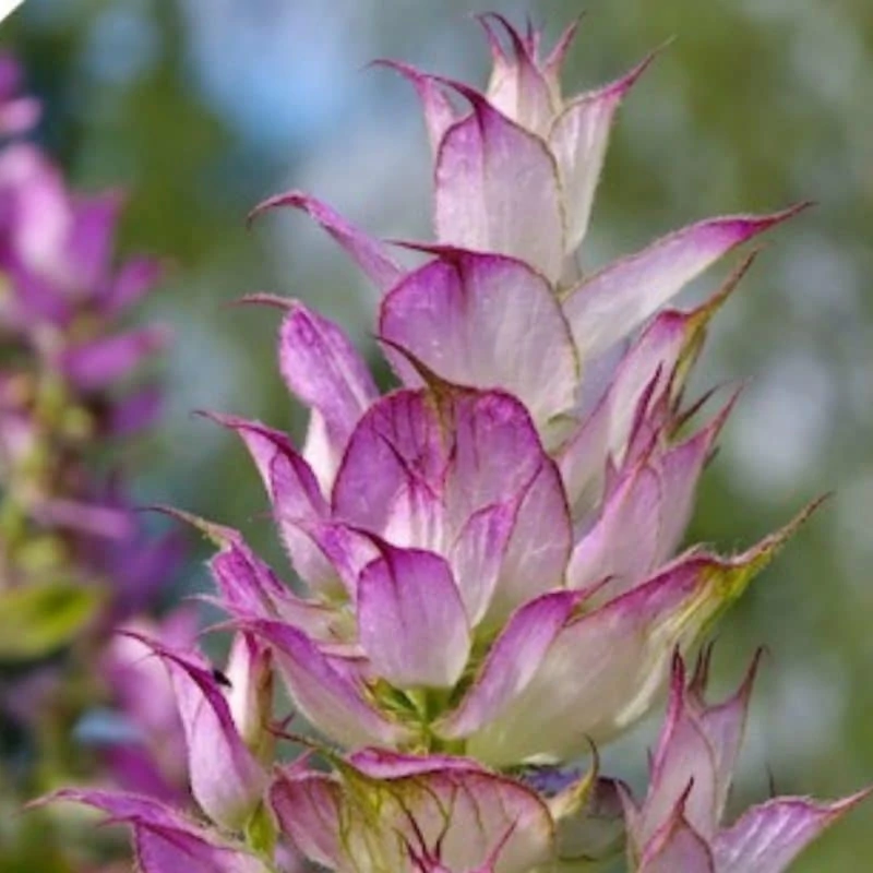 Clary Sage Essential Oil