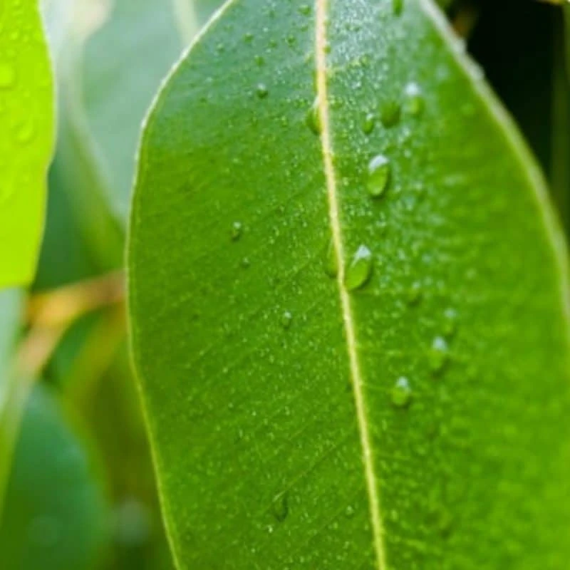 Eucalyptus Essential Oil