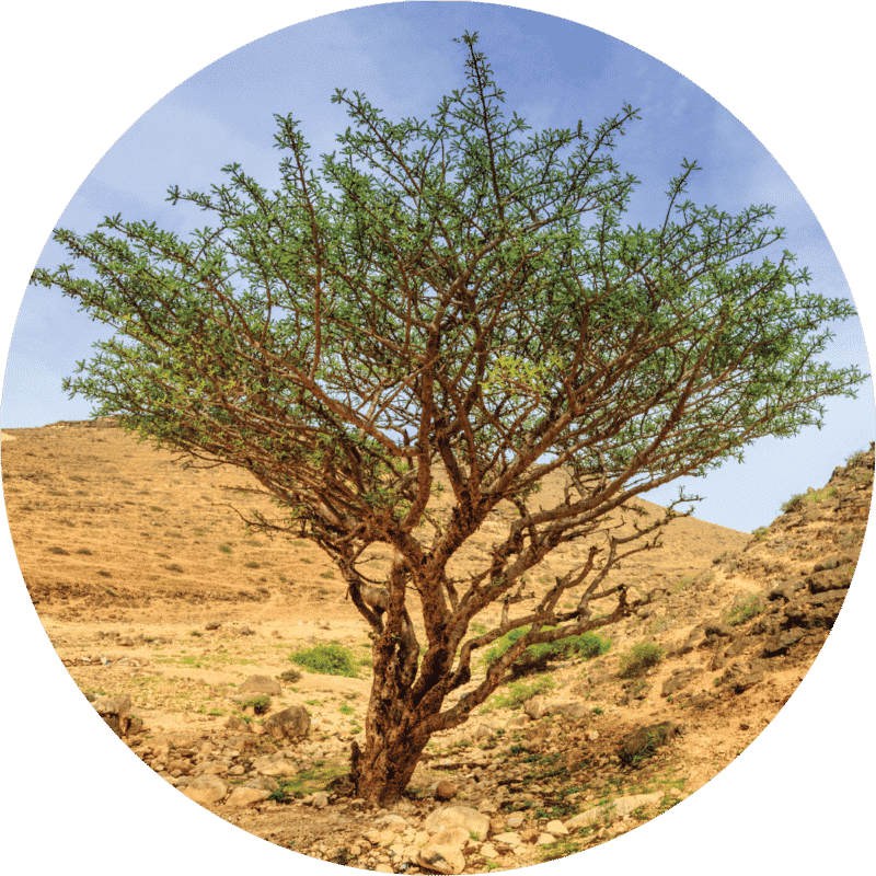 Green Hojari Frankincense Essential Oil - Organic - Living Libations