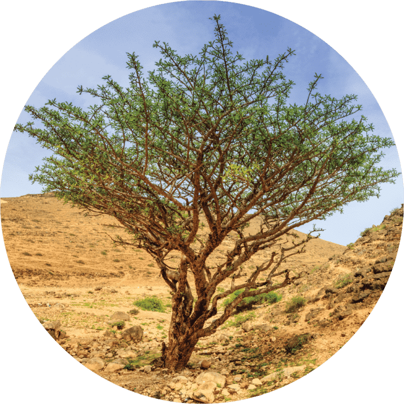 Green Hojari Frankincense Essential Oil - Organic - Living Libations