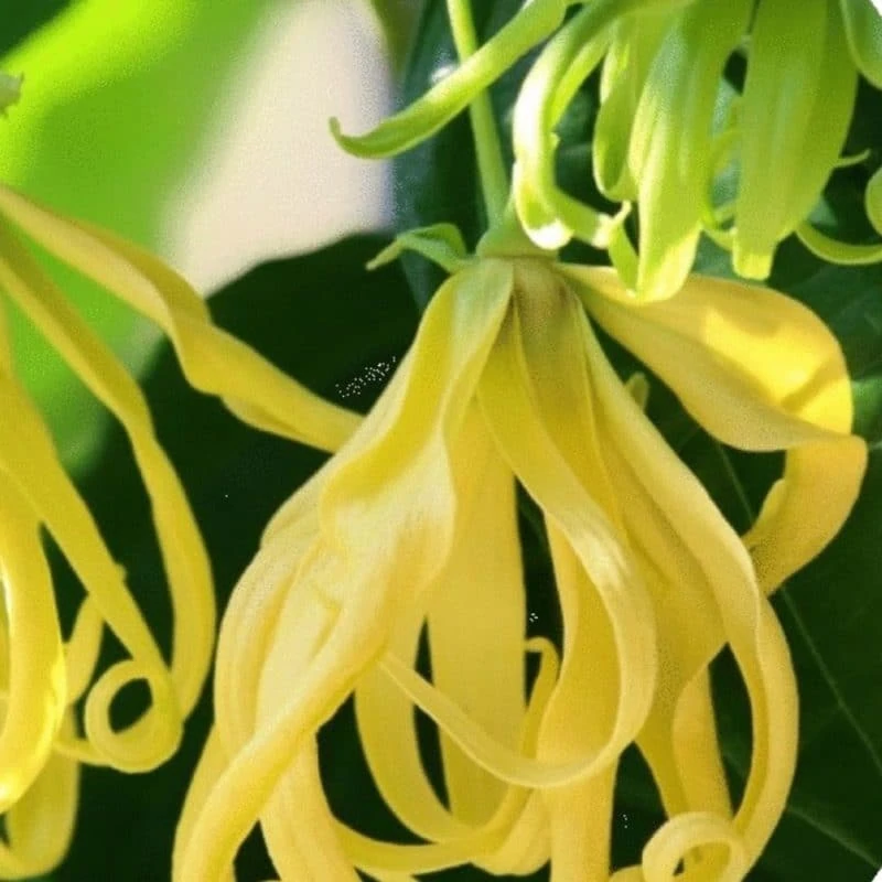 Ylang Essential Oil