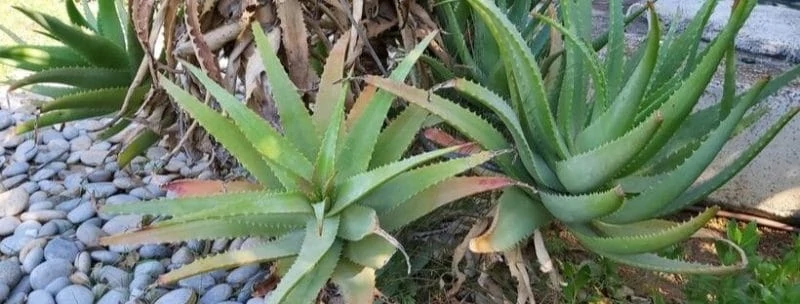 Plant Portrait Aloe Vera - BLOG - Jana Teneva