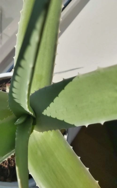 Plant Portrait - Aloe Vera - Jana Teneva