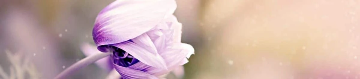 Shipping Information - Dutch Health Store - Organic and Natural