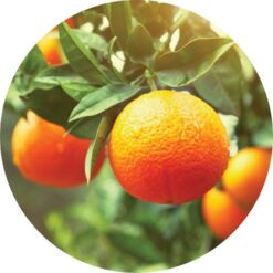 Living Libations - Clementine Essential Oil