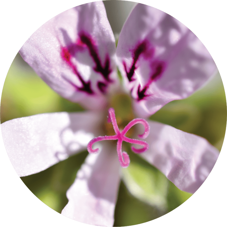 Living Libations Geranium, Lemon Essential Oil