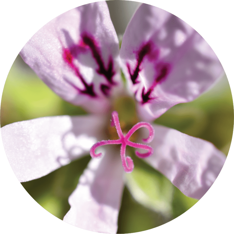 Living Libations Geranium, Lemon Essential Oil