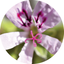 Living Libations Geranium, Lemon Essential Oil
