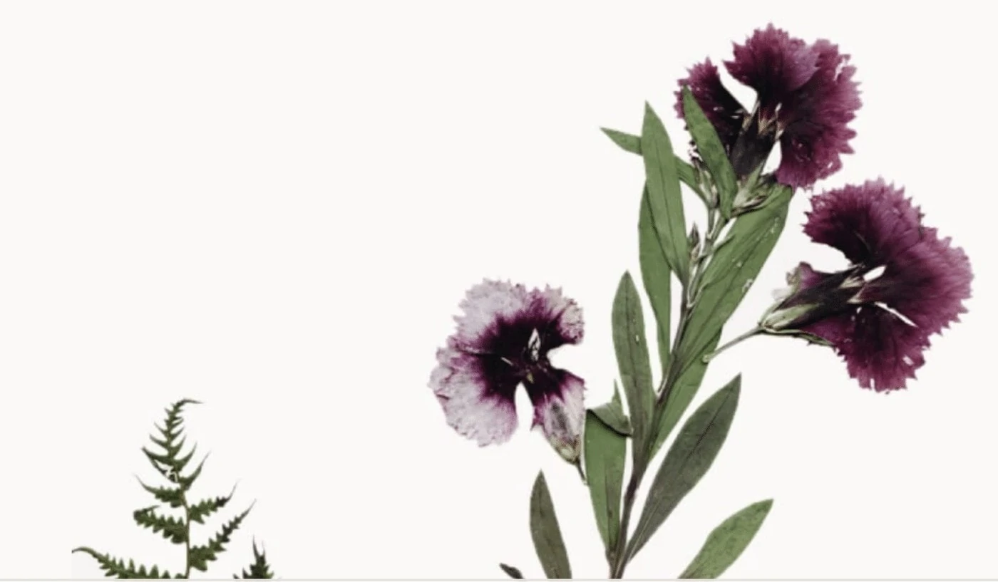 The Wild Beautiful Process | Annmarie Skin Care