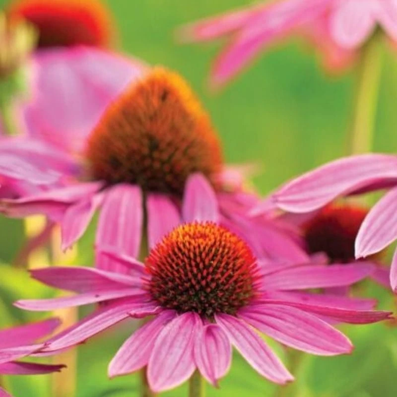 Echinacea - Purple Coneflower