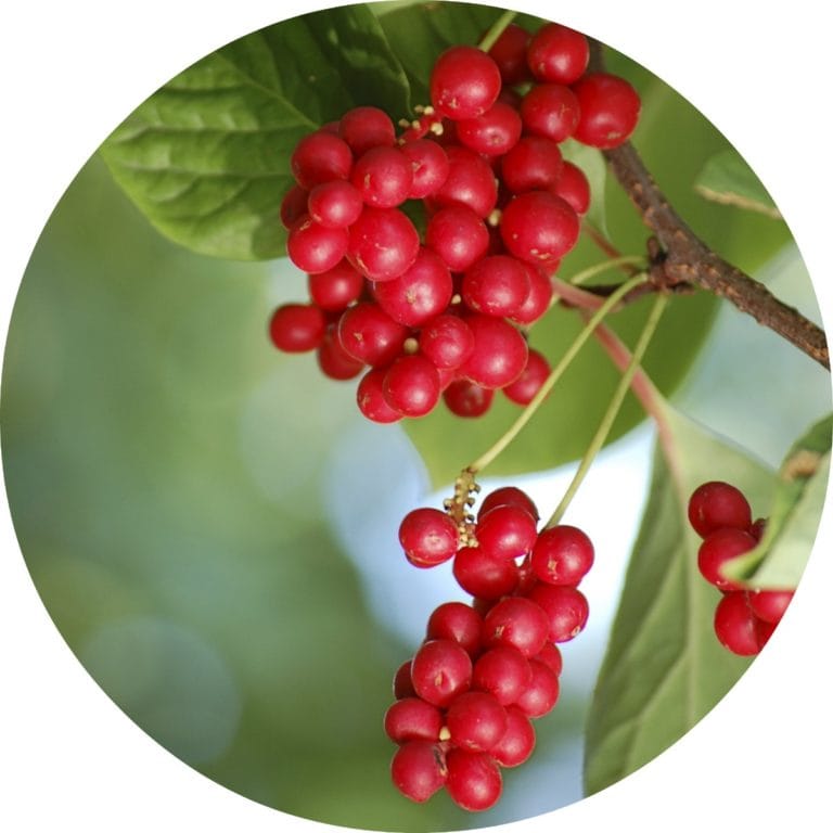 Schizandra Berry Essential Oil