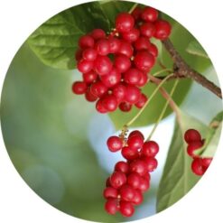 Schizandra Berry Essential Oil