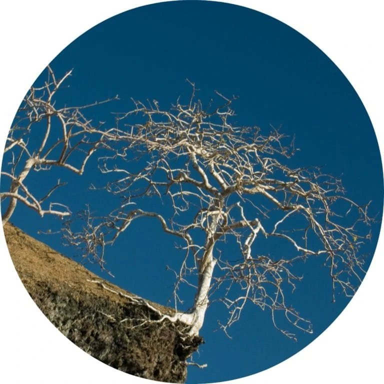 Palo Santo Essential Oil | Living Libations