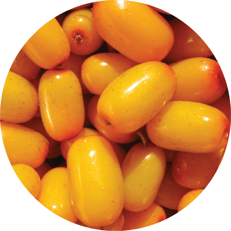 Seabuckthorn Berry Essential Oil | Living Libations