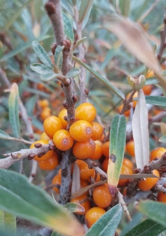 Superfood for the skin | Seabuckthorn Berry Essential Oil | Living Libations