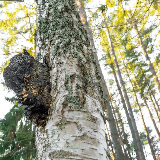 Chaga Mushroom · Dual Extract · Wild Harvested - Image 3