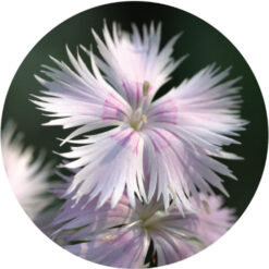Carnation Absolute