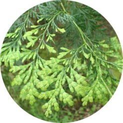 Living Libations - Siam Wood Essential Oil