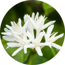Living Libations - Coffee Blossom Absolute1