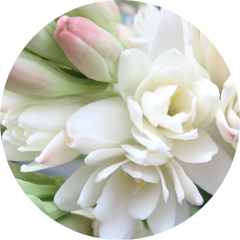 Living Libations Tuberose Abolute