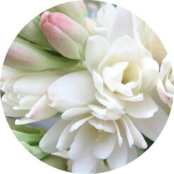 Living Libations Tuberose Abolute