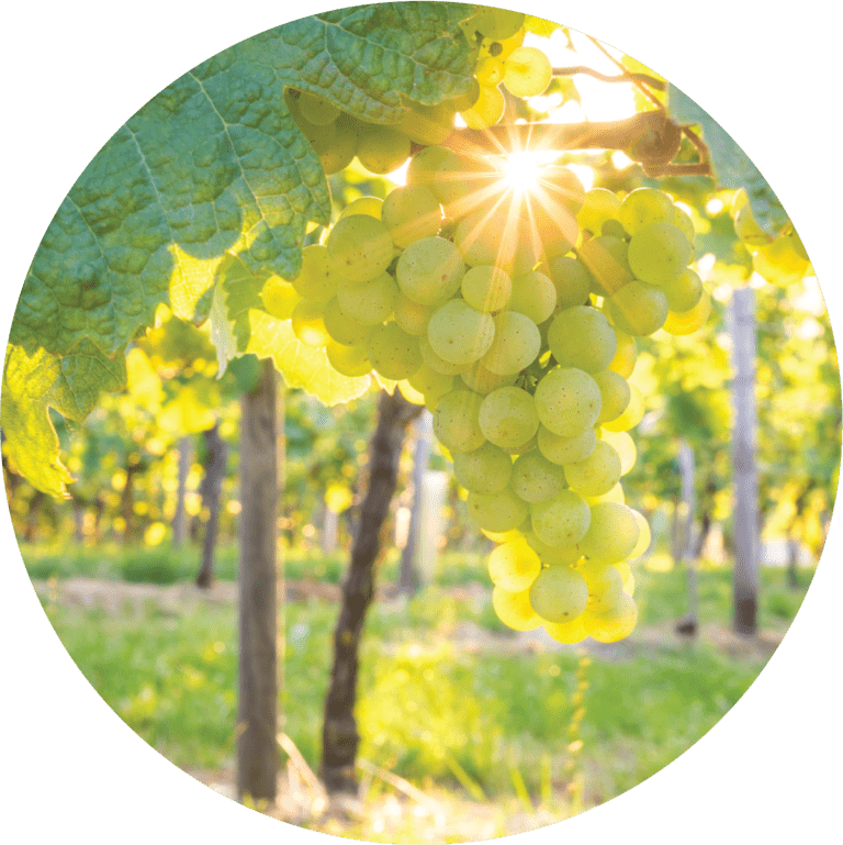 Living Libations White Cognac Essential Oil