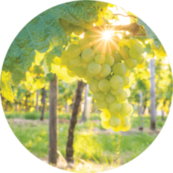 Living Libations White Cognac Essential Oil