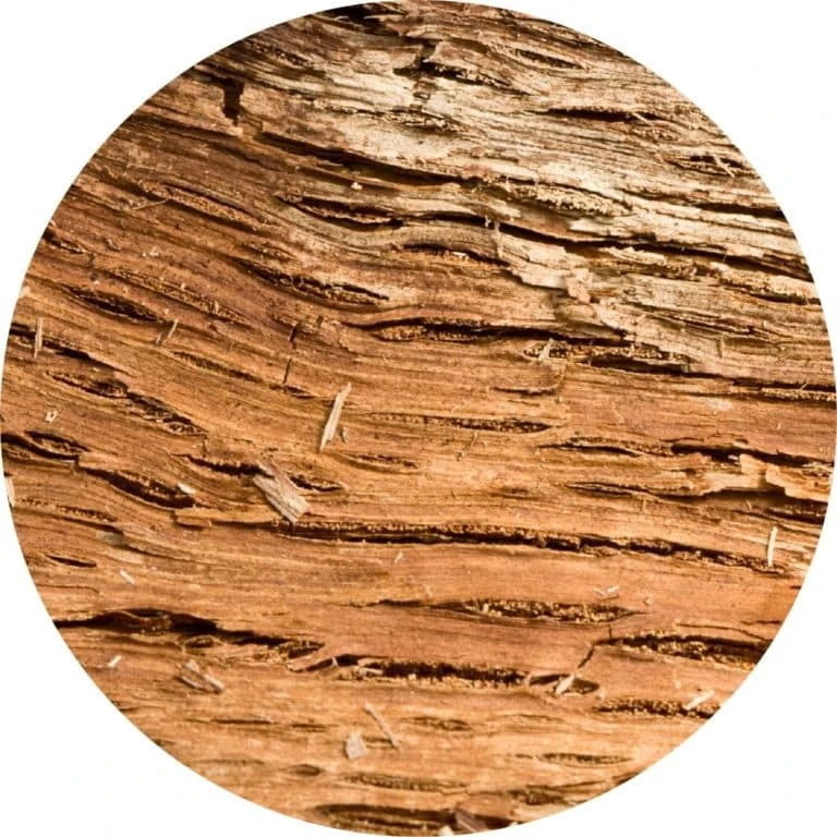 Living libations - Balsam Amyris Essential Oil
